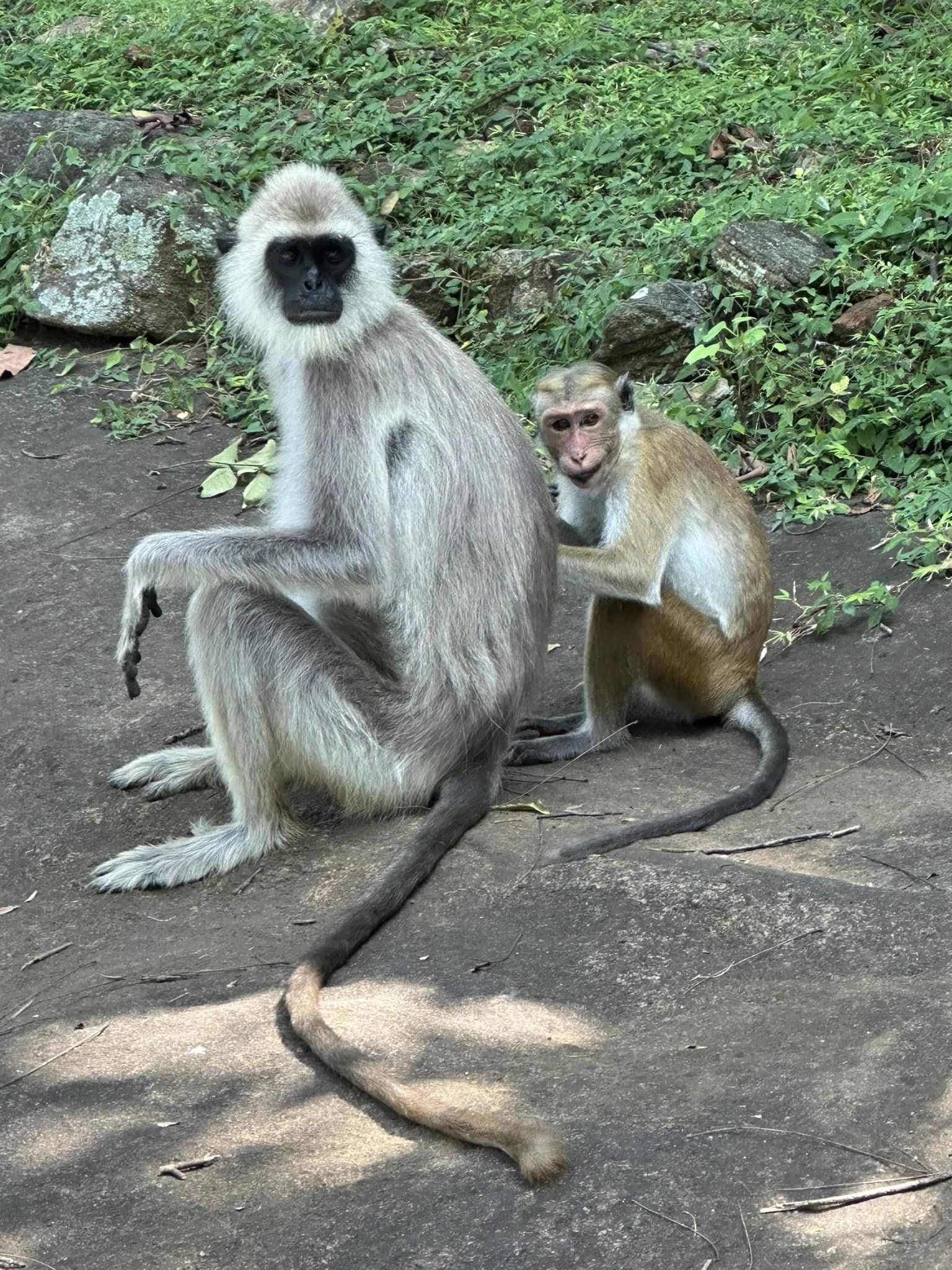 Fully Escorted Sri Lanka